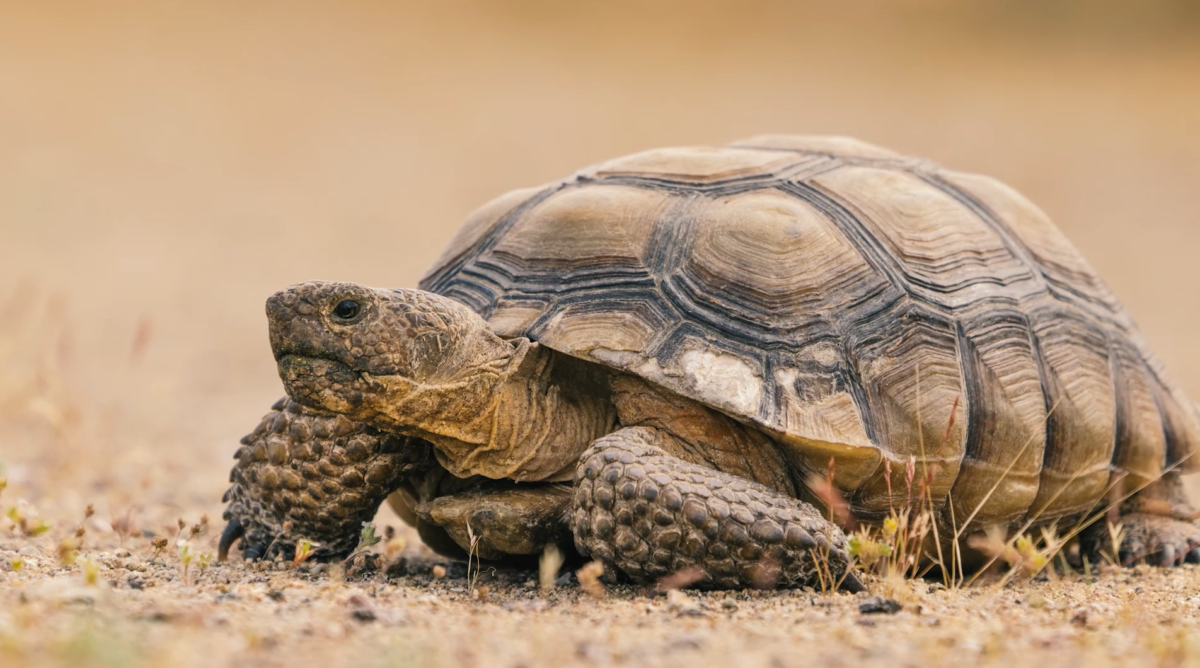 CRG’s tortoise protection training system featured in New Yorker ...